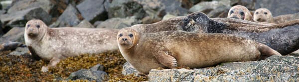 seals