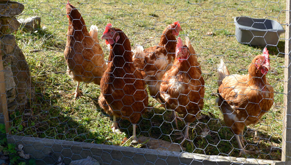 Aberfeldy hens - free range eggs