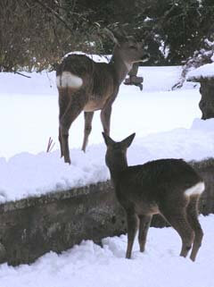 deer in the garden