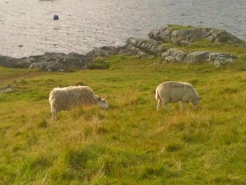 Loch side hill for walking and grazing