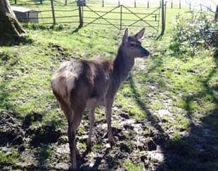 Deer and wildlife