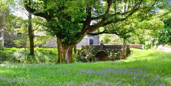 bluebell wood outside county house