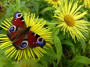 Scottish wildlife