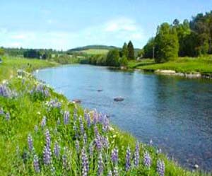 Salmon and Sea Trout fishing on River Dee