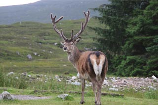 Highland Stag