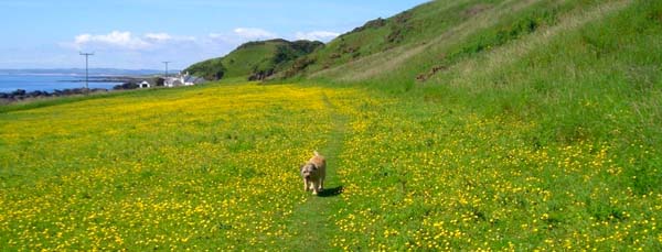 coastal walk near Montrose