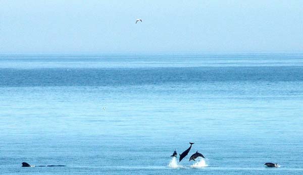 Dolphin watching in the sea