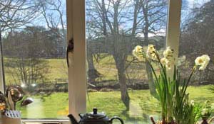 kitchen window view