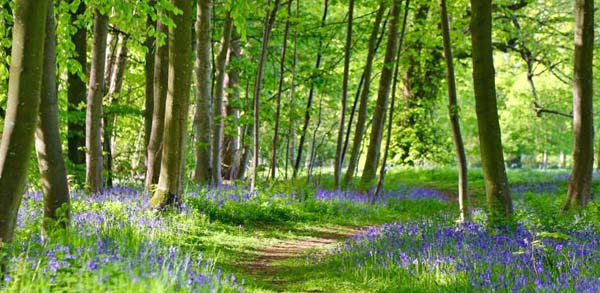 Bluebells in the woods