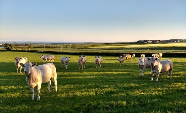 farmstay by the sea