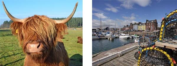 highland cows and arbroath harbour