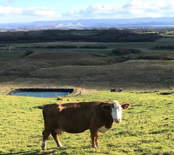 Scottish country view with forth road bridge