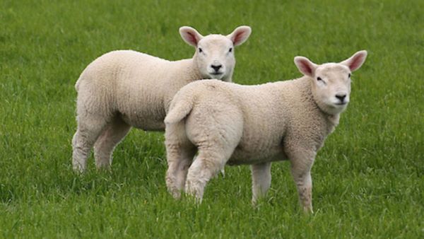Farm stay lambs