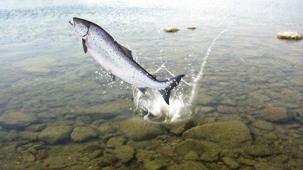 salmon fishing - catch of the day!