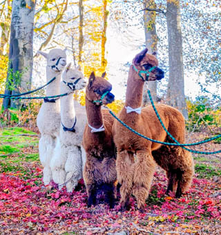 Alpaca picnics