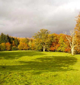 country garden in Moffat