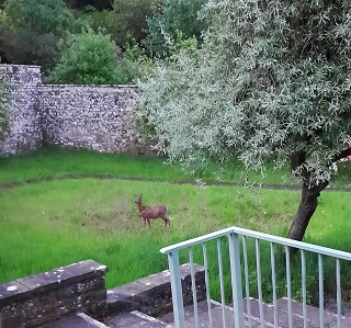 Deer in walled garden