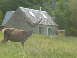 Stag in garden