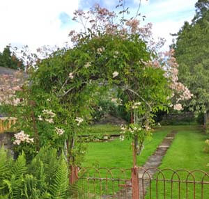 cottage roses