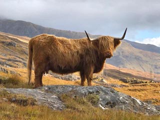 highland cow