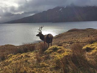Stag
