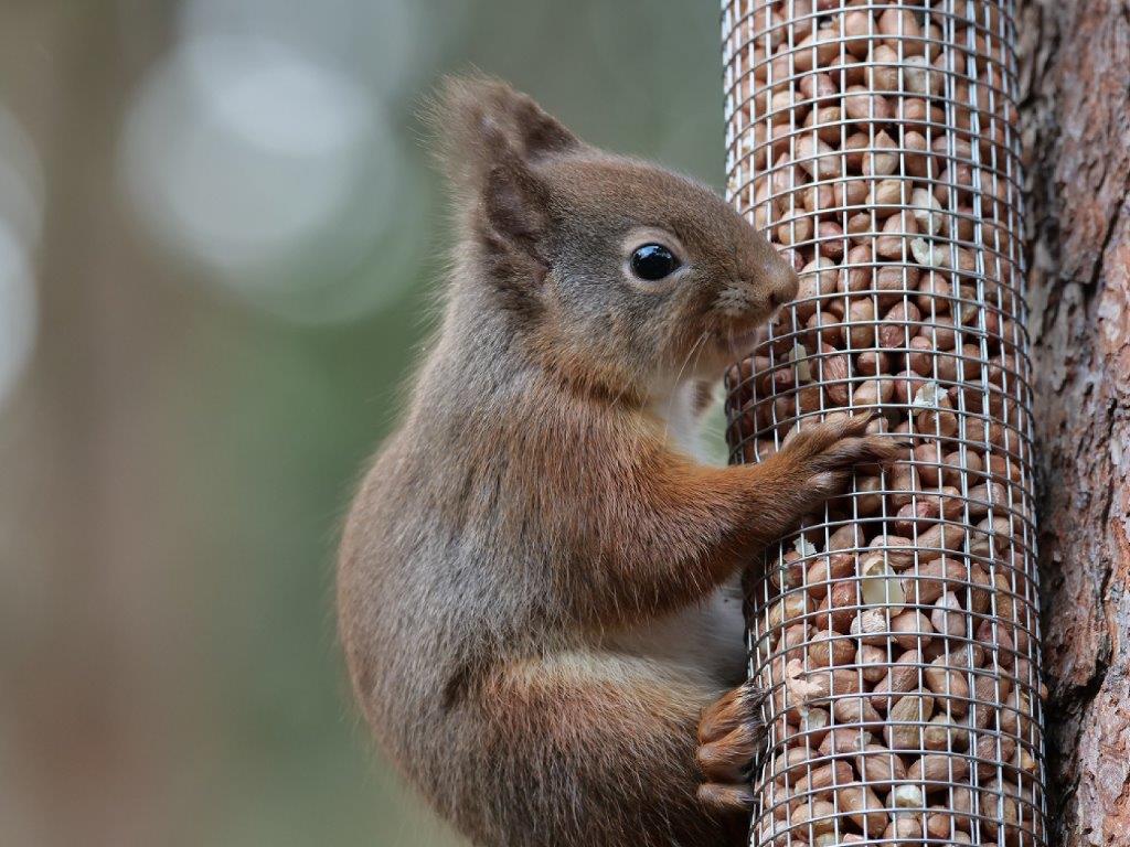 Red squirrel - wildlife