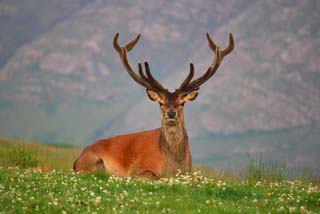 highland wildlife