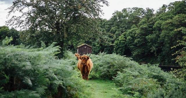 Scottish lodge with highland cow