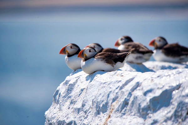 Puffins