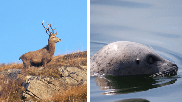 Stag and Otter