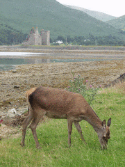 Wildlife - Deer