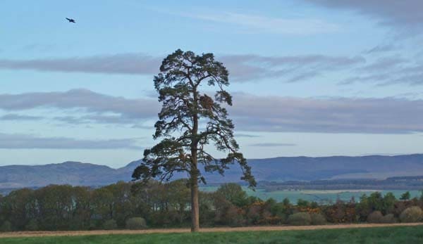 Perthshire osprey