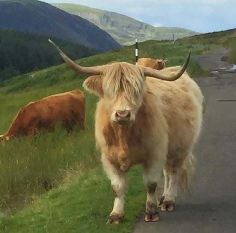 Highland cow