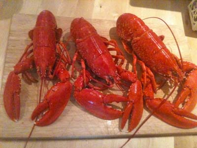 Lobster caught on West coast Scotland