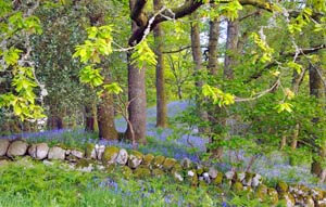 Bluebell forrest