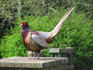 pheasant