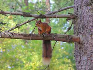 red squirrel