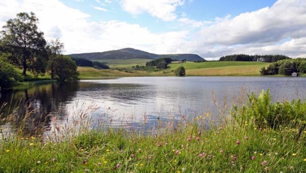 wildflowers around loch