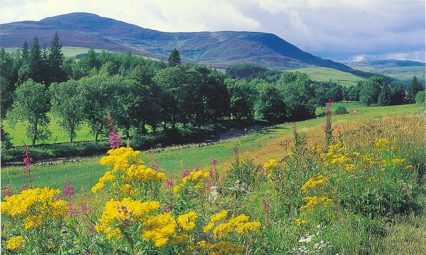 heather in GlenIsla