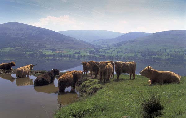 Highland cows grazing