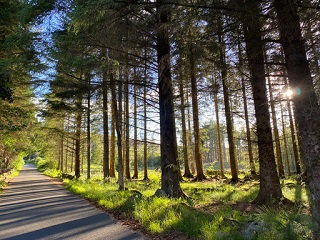 highland woodland