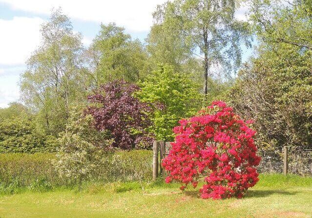 large colourful garden