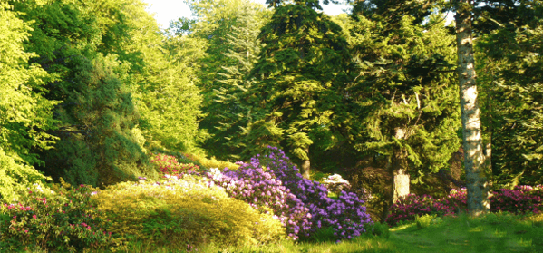 woodland walking