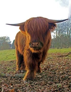 highland cow