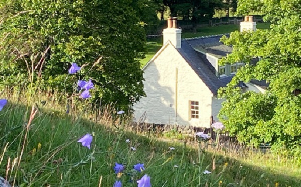 bluebells by Brewlands honeymoon cottage in scotland