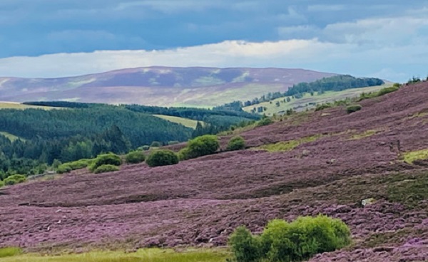 heather in GlenIsla