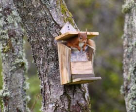 Visitor to cottage