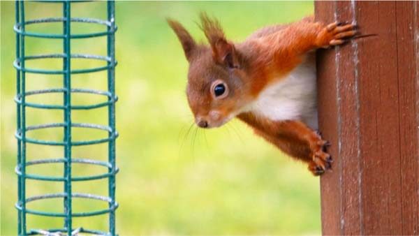 red squirrel